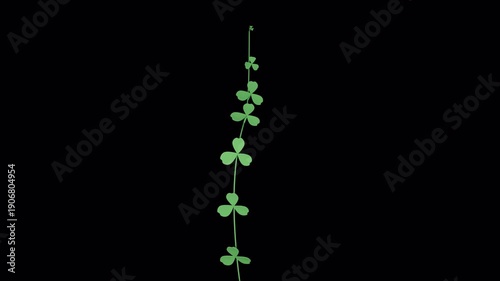 Clover branch growing with alpha channel