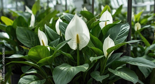 Lush Spathiphyllum plants with white blooms prospering in a bright indoor greenhouse setting for fresh decor