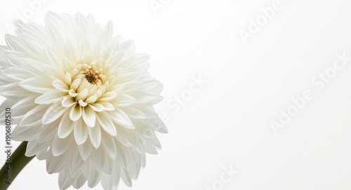 Crisp white dahlia bouquet arranged with a blank area for text on a neutral white background