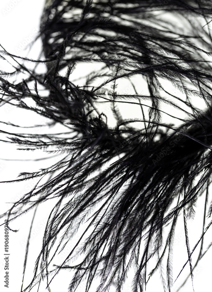 Obraz premium A black feather with a white background