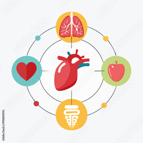 Infographic showing vital human organs and healthy lifestyle elements, highlighting the heart's central importance for systemic balance and promoting overall wellness