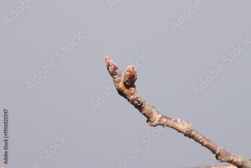 Photos Chrrry Blossom Bud in Winter, Sakura Branch Close Up with Copy Space