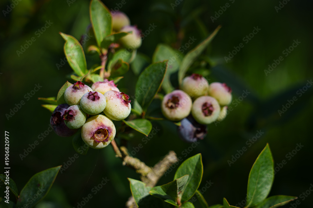 Obraz premium Unripe blueberries sway in the wind in a close-up shot. Contrasting green and bluish tones highlight the freshness and natural beauty of the plant.