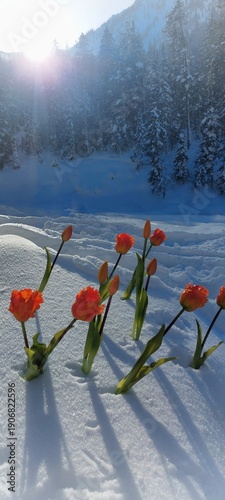 Tulips in the snow
