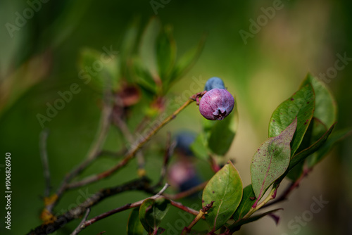 Wallpaper Mural Unripe blueberries sway in the wind in a close-up shot. Contrasting green and bluish tones highlight the freshness and natural beauty of the plant. Torontodigital.ca