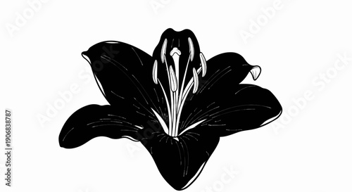 A stark black lily with delicate white stamens and pistils