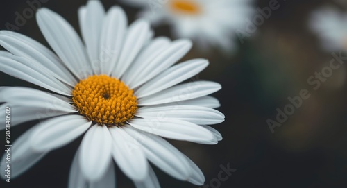 Intimate close-up capture of daisy petals showing fine details with blurred surroundings