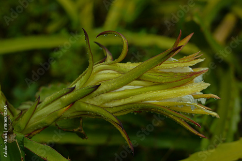 Close-up of Dragon Fruit Flower (Hylocereus undatus) with Fresh Raindrops on White Petals