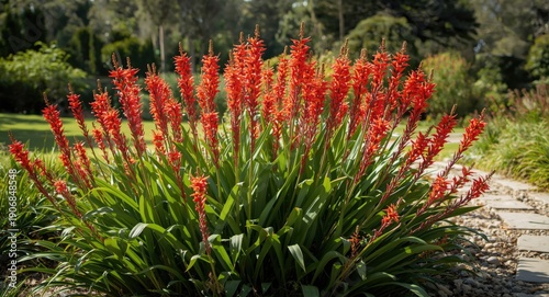 Colorful Red Kangaroo Paw p...