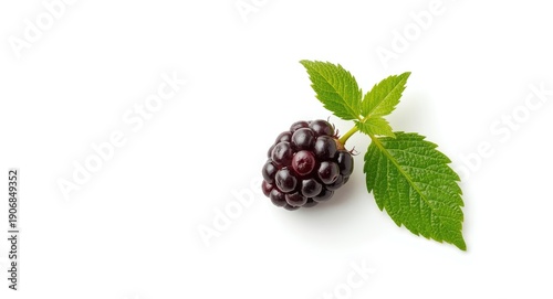 Blackberry berry and leaf d...
