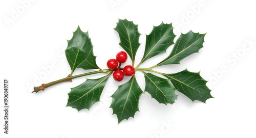 holly twig with red berries...