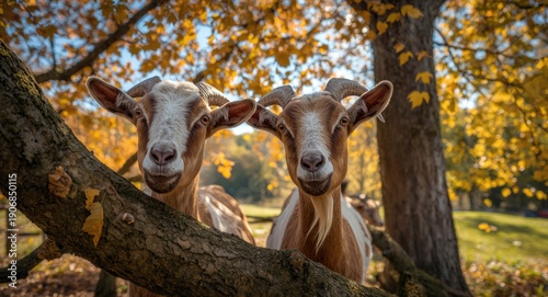 Happy goats navigating tree...