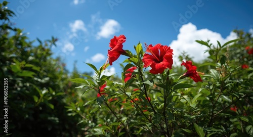 Garden scene showing red hi...