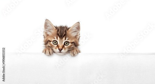 Lively kitten poking head f...