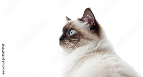 Close view of a blue eyed r...
