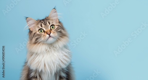 Front view of a playful female fluffy cat sitting against a blue colored background with copy space