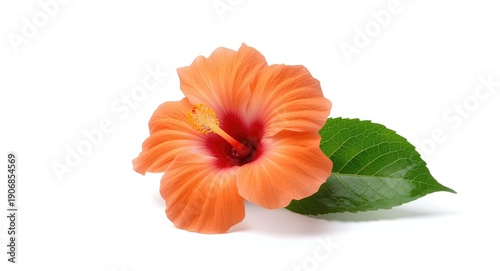 Fresh orange hibiscus flowe...