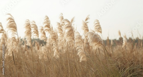 Abstract natural backdrop f...