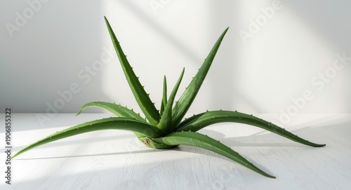 Aloe vera plant arranged el...