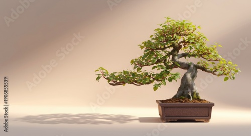 Detailed bonsai plant isola...