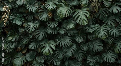 Dense tropical plant wall w...
