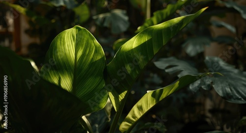 Evening light streaming thr...