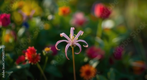 Beautiful pink spider flowe...