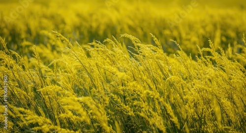 Close up of bright yellow m...