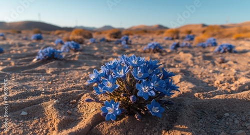 Brilliant blue flowers in f...