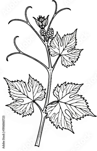 Detailed line drawing of a young grape vine with leaves and developing fruit