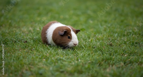 Lively guinea pig exploring...