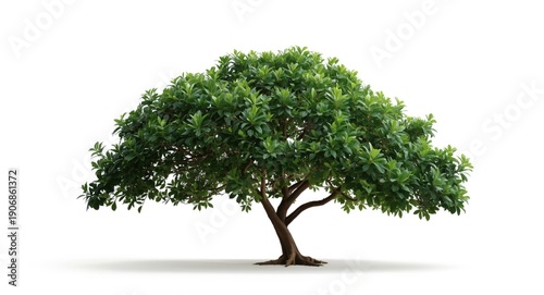 Irvingia malayana tree with...
