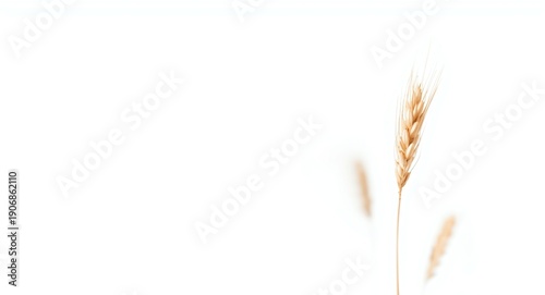 Isolated wheat grains with ...