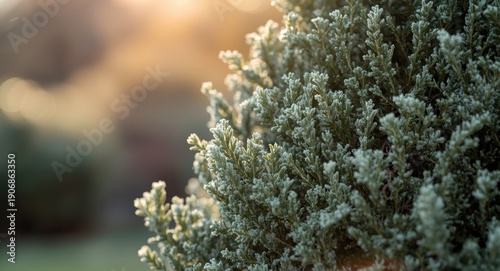 Frosty Thuja close-up under...