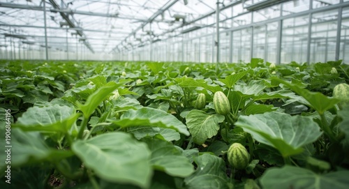 Cucumber plants reaching ha...