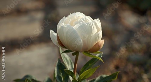 Detached white peony bloom ...