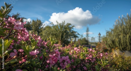 Garden landscape showing vi...