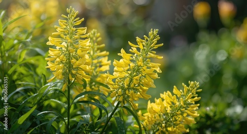 Bright spring mimosa flower...