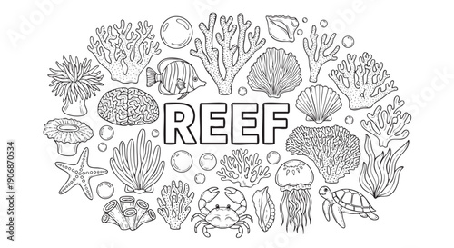 Line art illustration features a variety of sea life from a reef including coral, a turtle, and shells, perfect for coloring pages or educational materials.