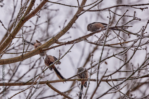 (Aegithalos caudatus) on the branches of a tree on a cold winter day

