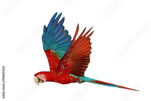 Colorful flying Green Wing Macaw parrot isolated on transparent background png file	