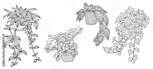 Set of hanging houseplants outline drawings with exotic indoor flowers in pots, clean line art vector elements for home interior plans and design.
