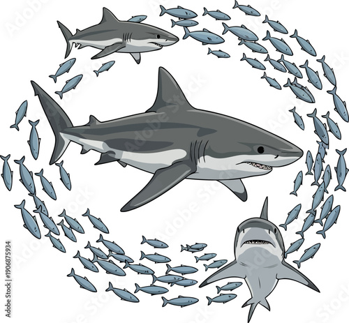 Great white sharks hunting in school of small fish