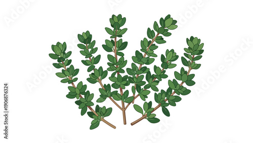 Vibrant illustration of fresh green thyme sprigs, a common culinary herb, perfect for enhancing dishes with its distinct aromatic flavor and natural