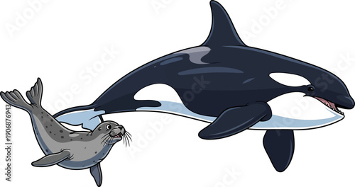 Orca killer whale swimming near a spotted seal