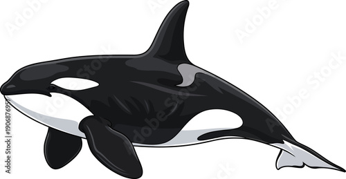 Orca killer whale swimming in deep blue water