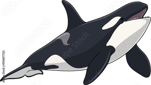 Powerful orca whale leaping with open mouth illustration