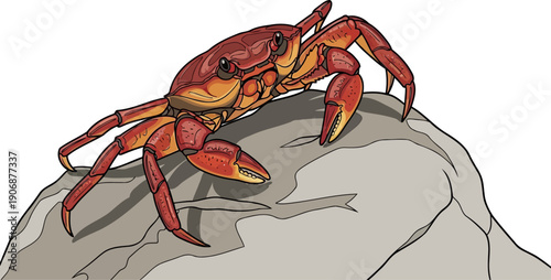Red crab perched on a grey rock illustration