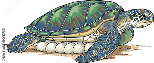 Sea turtle laying a clutch of white eggs on a sandy shore