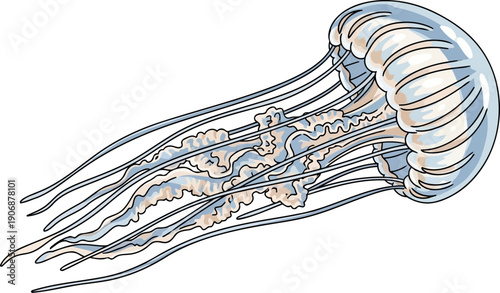 Translucent jellyfish with long elegant trailing tentacles